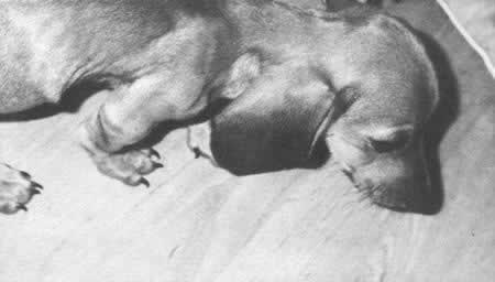 苏联载狗的卫星二号上天（TodayOnHistory.com）